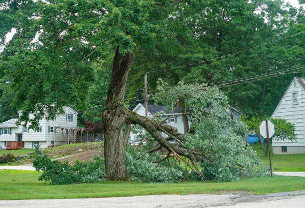 Trusted Highland Heights, KY Tree Care  Experts